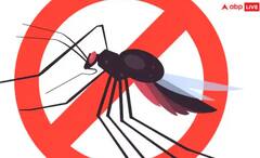 Dengue: ਡੇਂਗੂ ਤੋਂ ਬਚਣਾ, ਤਾਂ ਘਰ ਦੇ ਅੰਦਰ ਜਾਂ ਬਾਹਰ ਇਨ੍ਹਾਂ ਗੱਲਾਂ ਦਾ ਰੱਖੋ ਖਾਸ ਧਿਆਨ