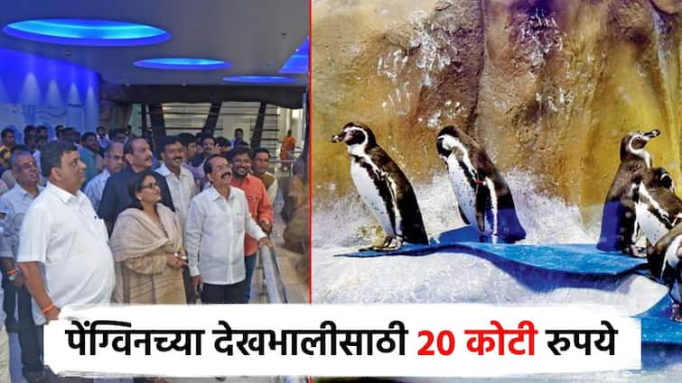 BMC Penguins maintenance at Mumbai Rani Bagh cost rise like 20 crores called tender by BMC अबब... मुंबईच्या राणी बागेतील पेंग्विनचा खर्च वाढला; 20 कोटींची मागवली निविदा