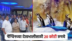 अबब... मुंबईच्या राणी बागेतील पेंग्विनचा खर्च वाढला; 20 कोटींची मागवली निविदा
