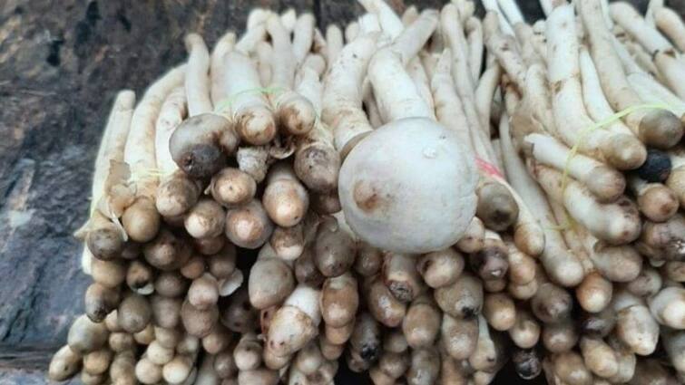 this vegetable is more nutritious than mutton and chicken know the benefits Health Tips: ਮਟਨ ਤੇ ਚਿਕਨ ਨਾਲੋਂ ਜ਼ਿਆਦਾ ਪੌਸਟਿਕ ਇਹ ਸਬਜ਼ੀ...ਤਾਕਤ ਤੇ ਪੌਸ਼ਟਿਕ ਤੱਤਾਂ ਦਾ ਖ਼ਜ਼ਾਨਾ