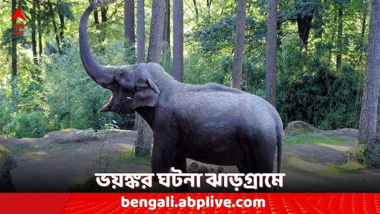 west bengal news jhargram news elephant death burning rod inserted into elephants back Elephant Death: নৃশংস ! হাতির পিঠে ঢোকানো হল জ্বলন্ত রড