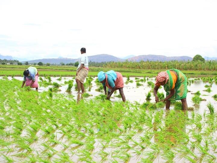 மதுரை மாவட்டம் சோழவந்தான் பகுதியில் நடைபெறும் நாற்று நடும் பணி ஒரு கிளிக்..