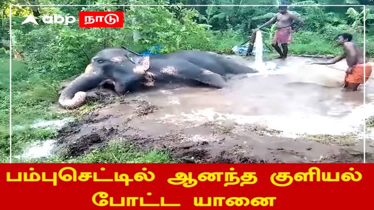 Mayiladuthurai dharamapuram aadheenam aachalpuram elephant bath video - TNN பம்புசெட்டில் குளித்து கும்மாளமிடும் யானை ஞானாம்பிகை...! கண்டு ரசிக்கும் பக்தர்கள்....!!