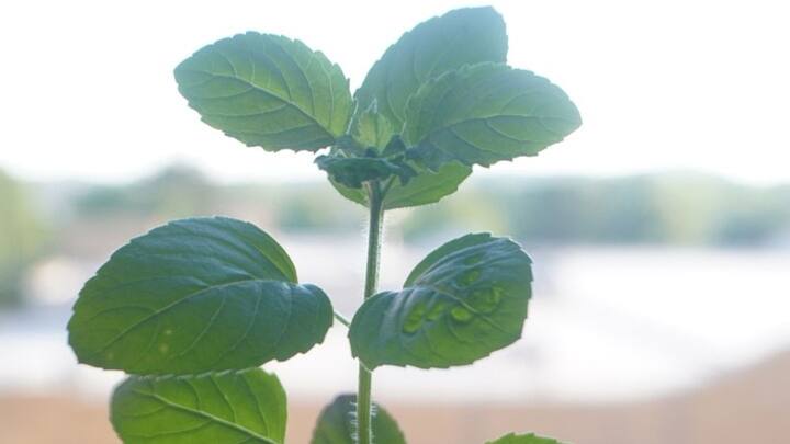 পূর্ণিমার তিথিকে ভগবান বিষ্ণু ও মা লক্ষ্মীর জন্য অত্যন্ত গুরুত্বপূর্ণ বলে মানা হয়। তাই এই দিন তুলসি গাছের আশেপাশে কোনওরকম নোংরা করতে বারণ করা হয়। এই কাজ করলে আর্থিক অভাব দেখা দেয়।(ছবি সৌজন্য- পিক্সাবে)