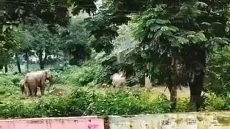 Public outcry over video of elephant set ablaze by villagers in Bengal’s Jhargram