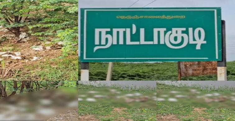 Sivagangai A wave of stench in the village of Nattakudi by people who threw a lorry size of chickens around the town ஊரைச் சுற்றி ஒரு லாரி அளவு கோழிகளை வீசிச்சென்ற நபர்கள்.. நாட்டாகுடியில் துர்நாற்ற அலை