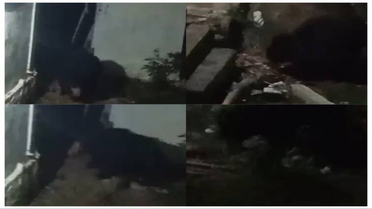 Tirunelveli news Bear roaming in the town at night nellai people are scared - TNN இரவில் ஊருக்குள் சுற்றிதிரியும் கரடி..! தொடரும் பீதி..! அச்சத்தில் நெல்லை மக்கள்..!