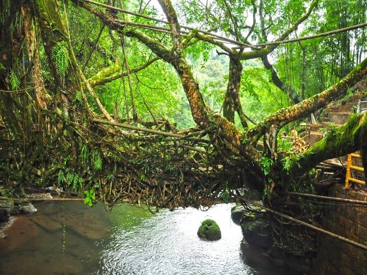 ரூட் பிரிட்ஜ் வடகிழக்கு மாநிலங்களில் பரவலாக காணப்படுபவை, பெரும்பாலும் ரப்பர் மர வேர்களை இணைத்து பாலமாக அமைத்திருப்பார்கள்