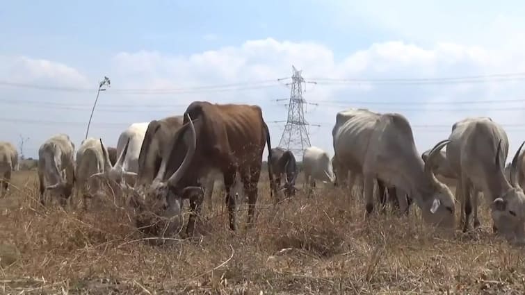 Dharmapuri news cattle rearing equal to the population is reported by District Collector Shanti - TNN மழைக்காலம் வந்திருச்சு உடனடியாக கால்நடைகளுக்கு பூஸ்டர் தடுப்பூசி போடுங்க - விவசாயிகளுக்கு ஆட்சியர் அறிவுறுத்தல்