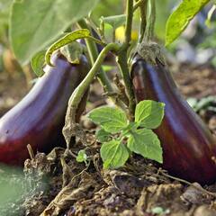 Brinjal: ਕੈਲੋਸਟਰੋਲ, ਸ਼ੂਗਰ ਨੂੰ ਕੰਟ੍ਰੋਲ ਕਰਦਾ ਤੇ ਮੋਟਾਪਾ ਦੂਰ ਕਰਦਾ ਬੈਂਗਣ