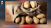 Kitchen Tips: ਬਰਸਾਤ ਦੇ ਮੌਸਮ 'ਚ ਸੜ ਰਹੇ ਆਲੂ...ਤਾਂ ਪ੍ਰੇਸ਼ਾਨ ਹੋਣ ਦੀ ਥਾਂ ਇੰਝ ਕਰੋ ਸਟੋਰ...ਲੰਬੇ ਸਮੇਂ ਤੱਕ ਰਹਿਣਗੇ ਤਾਜ਼ਾ