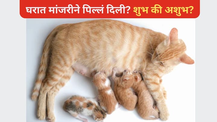 Vastu Shastra For Cat : अनेकांना घरात पाळीव प्राणी ठेवण्याची आवड असते. परंतु ज्योतिषशास्त्रानुसार, घरात काही प्राण्यांचं अस्तित्व अशुभ मानलं जातं, तर काहींचं शुभ. असंच काहीसं मांजरींबाबत देखील आहे.