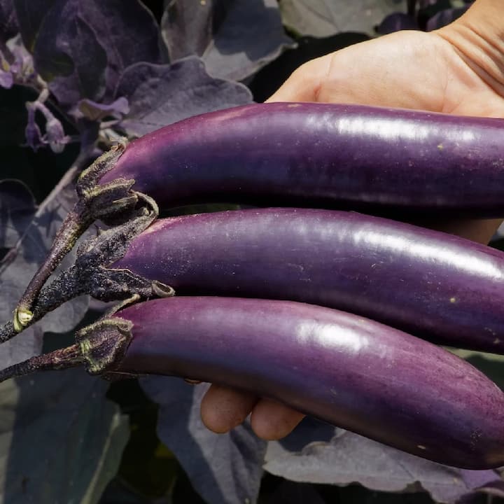 Brinjal: ਕੈਲੋਸਟਰੋਲ, ਸ਼ੂਗਰ ਨੂੰ ਕੰਟ੍ਰੋਲ ਕਰਦਾ ਤੇ ਮੋਟਾਪਾ ਦੂਰ ਕਰਦਾ ਬੈਂਗਣ