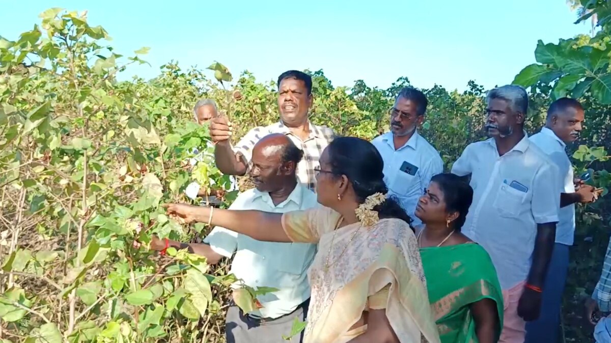 இலவச பருத்தி விதையால் வாழ்வாதாரத்தை இழந்த விவசாயிகள் - சீர்காழி அருகே சோகம்