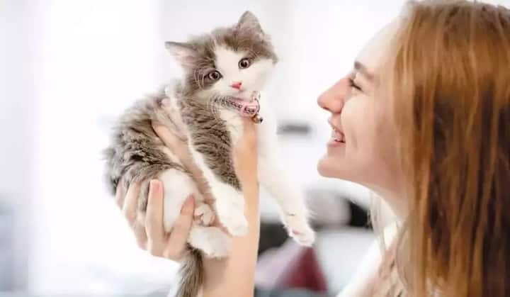 घरात मांजरीचं पिल्लू जन्माला आल्याने घरात नकारात्मक शक्ती प्रवेश करू शकत नाहीत.