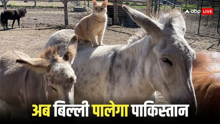 Pakistan Parliament will be deployed cats neighboring country has made a record in raising donkeys Pakistan Parliament: पाकिस्तान की संसद में तैनात होंगी 12 लाख की बिल्लियां, गधा पालने में रिकॉर्ड बना चुका है पड़ोसी देश