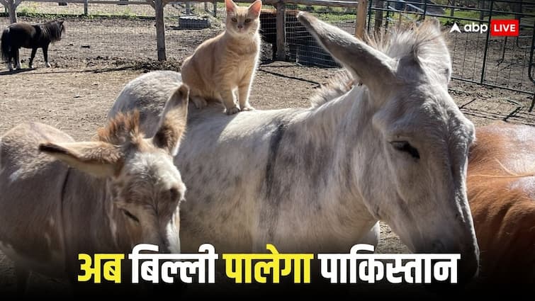 पाकिस्तान की संसद में तैनात होंगी 12 लाख की बिल्लियां, गधा पालने में रिकॉर्ड बना चुका है पड़ोसी पाकिस्तान की संसद में तैनात होंगी 12 लाख की बिल्लियां, गधा पालने में रिकॉर्ड बना चुका है पड़ोसी