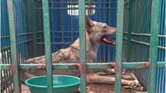 बहराइच: भेड़ियों के झुंड ने मचाया कोहराम, आधा दर्जन मासूम बच्चों की ली जान