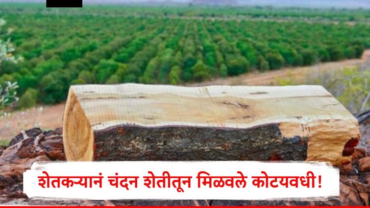 Sandalwood Farming Success Story Ahamednagar Farmer earn Crores from Sandalwood check the legality Chandan Farming: 27 एकरात चंदनाचा दरवळ,नगरच्या शेतकऱ्याने केली कोट्यवधींची उलाढाल, पण चंदनाची शेती लिगल आहे का?