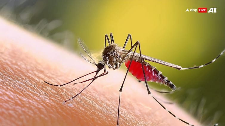 World Mosquito Day 2024 Co infections with Chikungunya Virus and Dengue Virus in india World Mosquito Day 2024: डेंगू, मलेरिया या फिर चिकनगुनिया... भारत में मच्छरों की किस बीमारी से होती हैं सबसे ज्यादा मौत