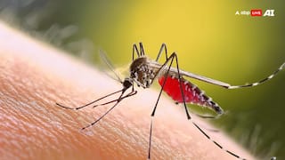World Mosquito Day 2024: डेंगू, मलेरिया या फिर चिकनगुनिया... भारत में मच्छरों की किस बीमारी से होती हैं सबसे ज्यादा मौत