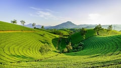 बिहार सरकार दे रही चाय की खेती को बढ़ावा, किसानों को दे रही इतनी सब्सिडी