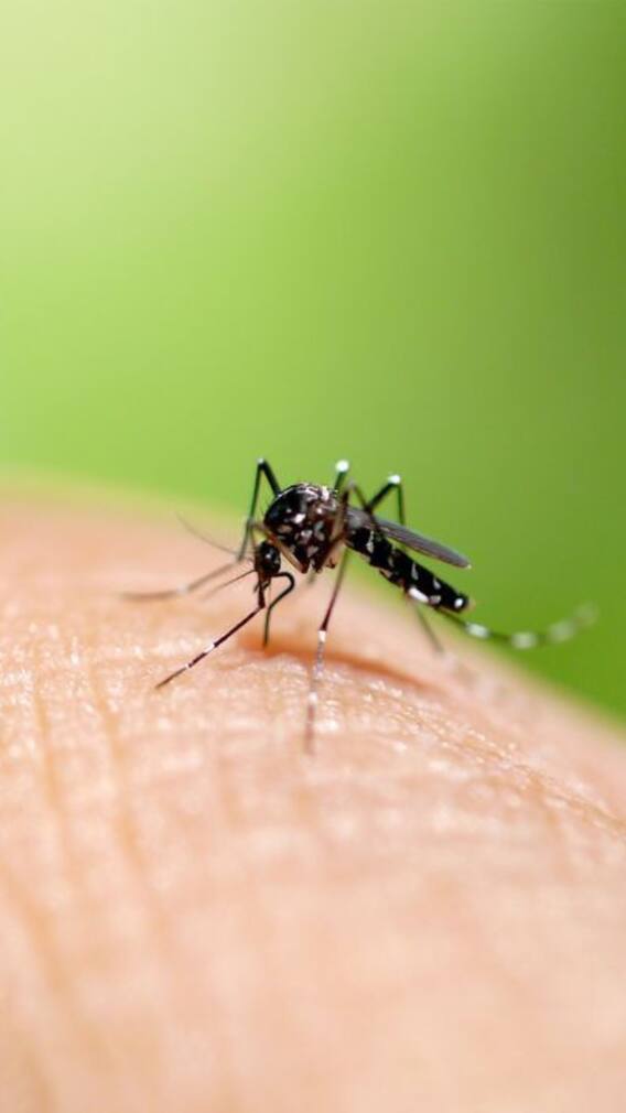 World Mosquitoes Day 2024: 9 Ways To Protect Yourselves From Them