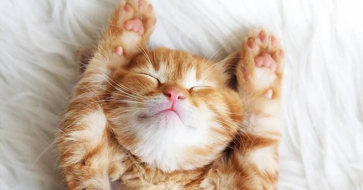 तपकिरी/ सोनेरी मांजरीच्या येण्याने घरात संपत्तीचे इतर मार्ग देखील उघडू शकतात. एवढंच नाही, तर तुमची प्रलंबित कामं देखील यशस्वी होतील आणि अडकलेले पैसेही परत मिळू शकतील.