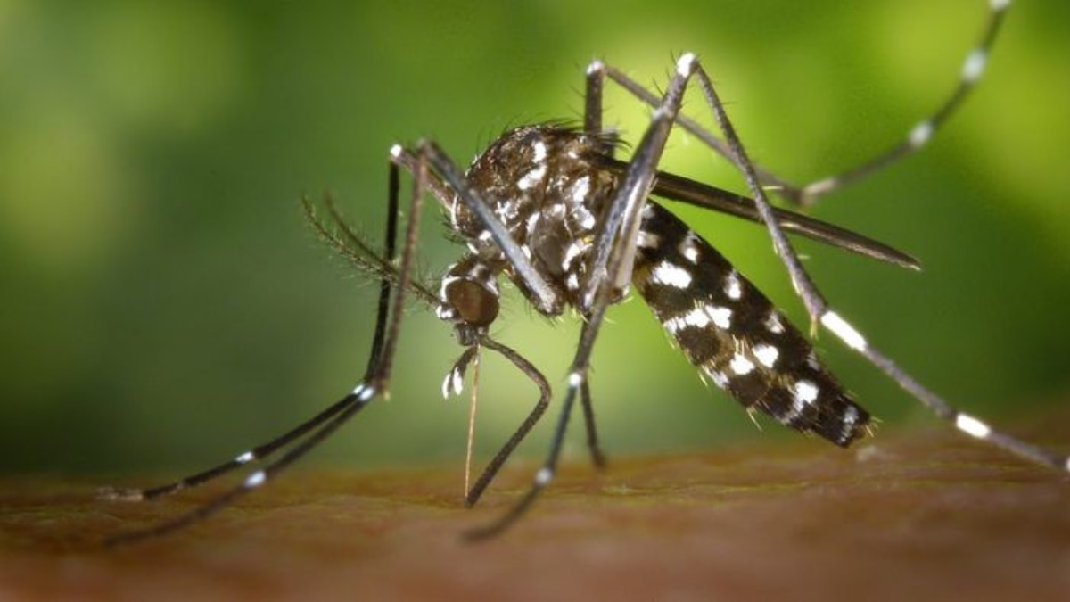 World Mosquito Day 2024: 6 Mosquito Borne Diseases To Be Aware Of