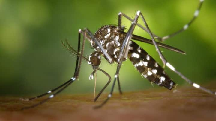 Mosquito-borne diseases, transmitted through mosquito bites can cause symptoms from mild fever to severe illness, posing significant health risks, especially in areas with high mosquito populations.