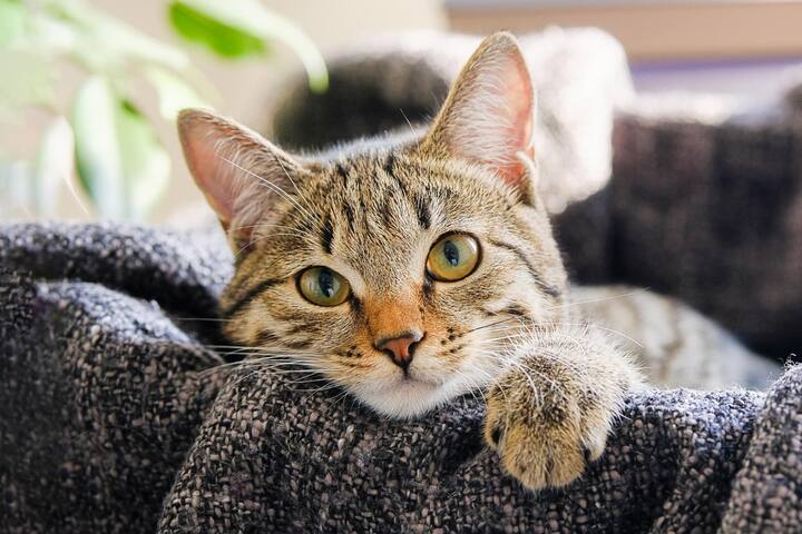 ज्योतिषी ऋषिकांत मिश्रा यांच्या म्हणण्याप्रमाणे, घरात मांजर पाळणं अशुभ आहे, कारण मांजर जिथे राहते, तिथे नकारात्मक शक्ती आणि ऊर्जा सक्रिय होतात.