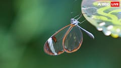 हवा में उड़ते ही कैसे गायब हो जाते हैं इस तितली के पंख, क्या इसके पास कोई जादुई शक्ति है?