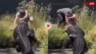 Video: इसे आज बड़ा शिकार चाहिए... मुर्गा खिला रहे शख्स पर मगरमच्छ ने किया जानलेवा हमला, बाल-बाल बची जान