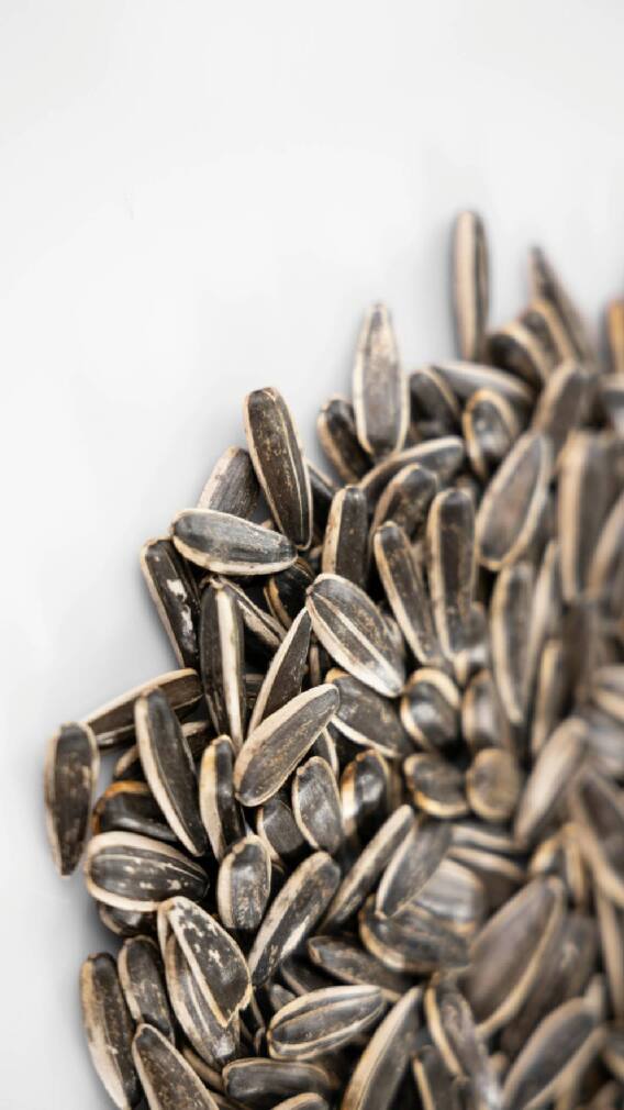 सूर्यफुलाच्या बियांचे आरोग्यायाठी फायदे काय आहेत?