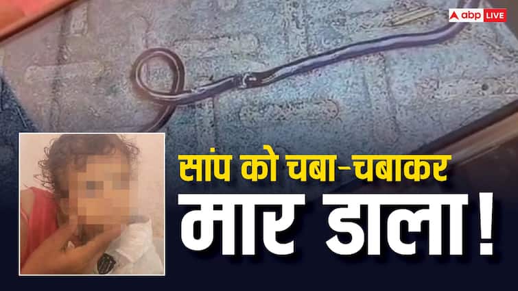 Bihar Gaya 12 Month Old Boy Chew Snake and Killed Family Members Shocked Bihar News ANN Bihar Snake News: एक साल के बच्चे ने मुंह में लिया 'सांप' और... गया का यह मामला जान चौंक जाएंगे आप