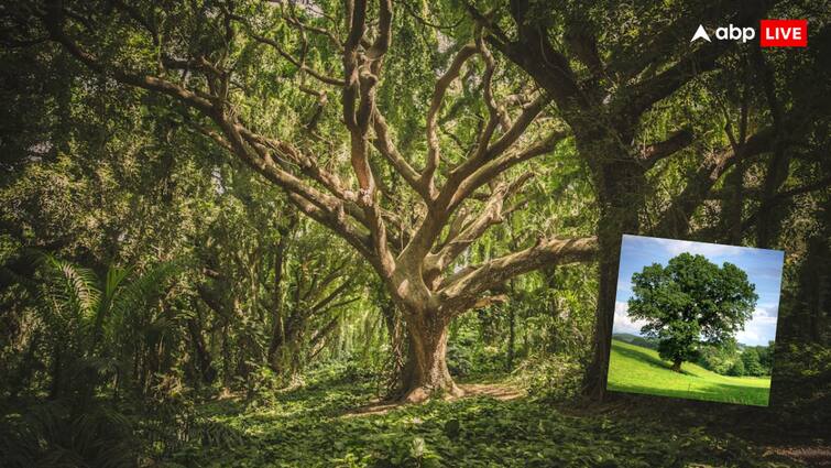 Trees are a big source of oxygen but do you know that pollution also spreads through some trees क्या पेड़ों से भी फैलता सकता है प्रदूषण? रिसर्च में सामने आई यह बात