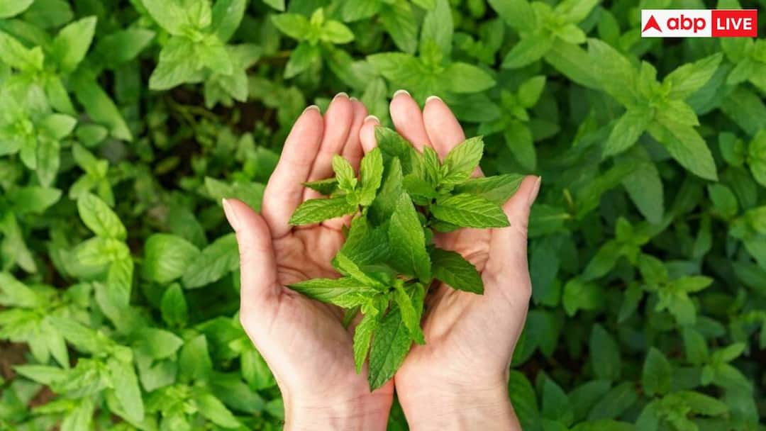 People take care of their health by chewing these special leaves, know their names