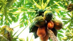 Papaya Leaf Juice : బొప్పాయి ఆకులరసాన్ని పరగడుపున తీసుకుంటే ఎన్ని లాభాలో.. బ్లడ్ షుగర్ ఉన్నవారికి ఇంకా మంచిదట