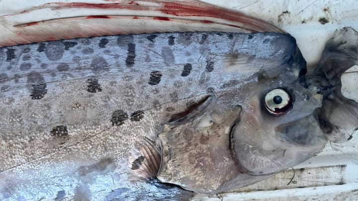 साउथ कैलिफोर्निया में इस ओरफिश की खोज की गई है. इसका नाम है डूम्सडे फिश यानी की प्रलय का दिन लाने वाली मछली. लोगों का मानना है कि जब भी कोई बड़ी आपदा आने वाली होती है तो यह मछली प्रकट होकर तबाही का सिग्नल देती है.