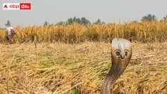 మలేరియా, డెంగ్యూలతో చనిపోయేవారి కన్నా పాము కాట్ల వల్లే ఎక్కువ మంది మృతి - భారత్‌లో ఈ పరిస్థితి ఎందుకు ?