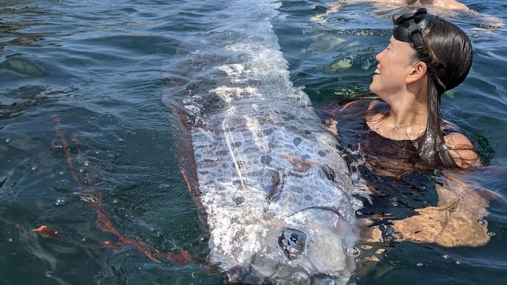 Doomsday Fish in California: साउथ कैलिफोर्निया में इस ओरफिश की खोज की गई है. इसका नाम है डूम्सडे फिश यानी की प्रलय का दिन लाने वाली मछली.