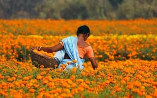शेतकऱ्यांसाठी मोठी बातमी! फळ आणि फुलांच्या लागवडीसाठी अनुदान, जाणून घ्या योजनेबद्दल सविस्तर माहिती 
