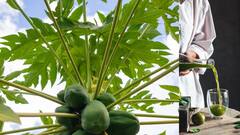 Papaya Leaf Juice : బొప్పాయి ఆకులరసాన్ని పరగడుపున తీసుకుంటే ఎన్ని లాభాలో.. బ్లడ్ షుగర్ ఉన్నవారికి ఇంకా మంచిదట
