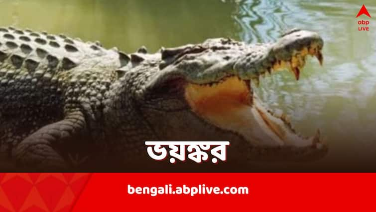 Viral News Crocodile Kills Woman In Indonesia Body Parts recovered from belly Viral News: সাঁতার কাটতে গিয়ে মর্মান্তিক পরিণতি, কুমিরের পেট কেটে উদ্ধার দেহাংশ