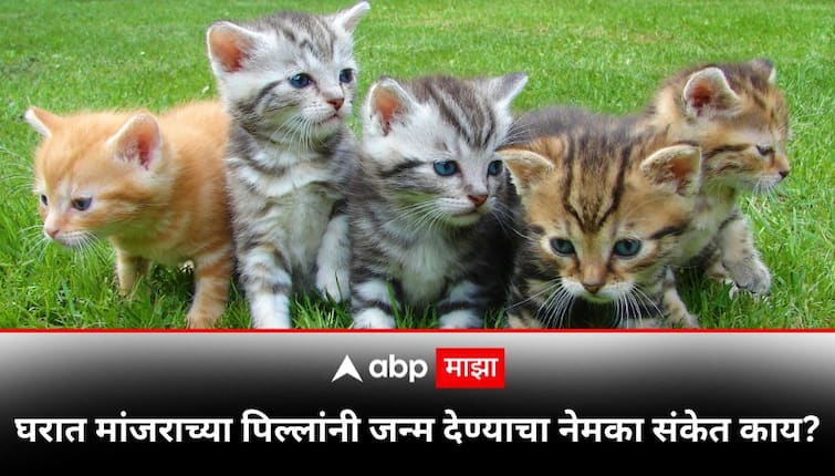 Vastu Tips For Cat what is the meaning of birth of kittens in the house marathi news Vastu Tips : घरात मांजराच्या पिल्लांनी जन्म देण्याचा नेमका संकेत काय? वास्तूशास्त्रात काय म्हटलंय जाणून घ्या