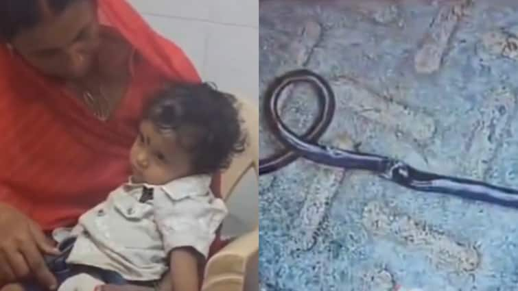 Bihar Gaya 1 Year Old Bites Snake Mistaking Toy Reptile Dies Toddler Escapes Unharmed Bihar: One-Yr-Old Bites Snake After Mistaking It For Toy; Reptile Dies, Toddler Escapes Unharmed