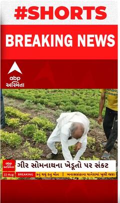 Gir Somnath | વરસાદ અટકતા મગફળીના પાકમાં મુંડા નામનો રોગ, ખેડૂતો ચિંતામાં