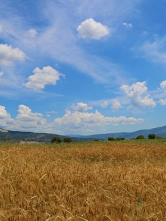 कागजात नहीं होंगे तो बिहार में किसे मिलेगी जमीन?