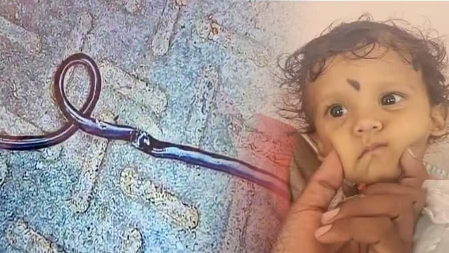 ਇਕ ਸਾਲ ਦੇ ਬੱਚੇ ਨੇ 3 ਫੁੱਟ ਲੰਬੇ ਸੱਪ ਨੂੰ ਸਮਝਿਆ ਖਿਡੌਣਾ, ਚੱਬ-ਚੱਬ ਕੇ ਮਾਰ ਦਿੱਤਾ A one-year-old child killed a 3-foot-long snake, thinking it was a toy ਇਕ ਸਾਲ ਦੇ ਬੱਚੇ ਨੇ 3 ਫੁੱਟ ਲੰਬੇ ਸੱਪ ਨੂੰ ਸਮਝਿਆ ਖਿਡੌਣਾ, ਚੱਬ-ਚੱਬ ਕੇ ਮਾਰ ਦਿੱਤਾ