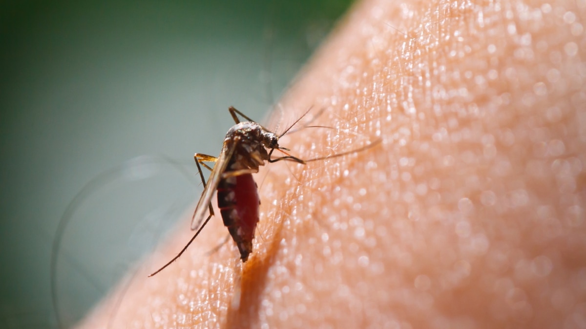 How Mosquito Bites Can Complicate These 4 Pre-Existing Health Conditions